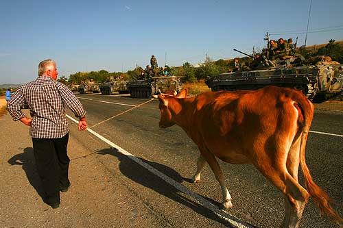 cow