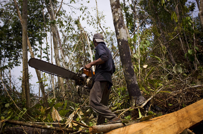 Illegal logging
