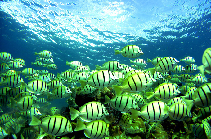 coral