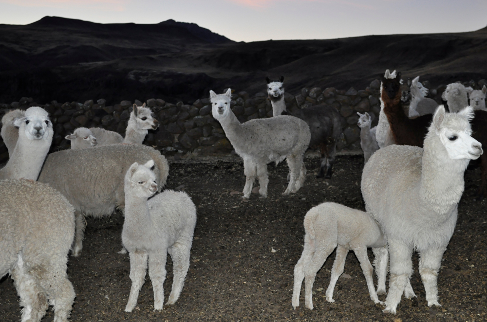 Witness Trouble at the Top of the World - Gallery