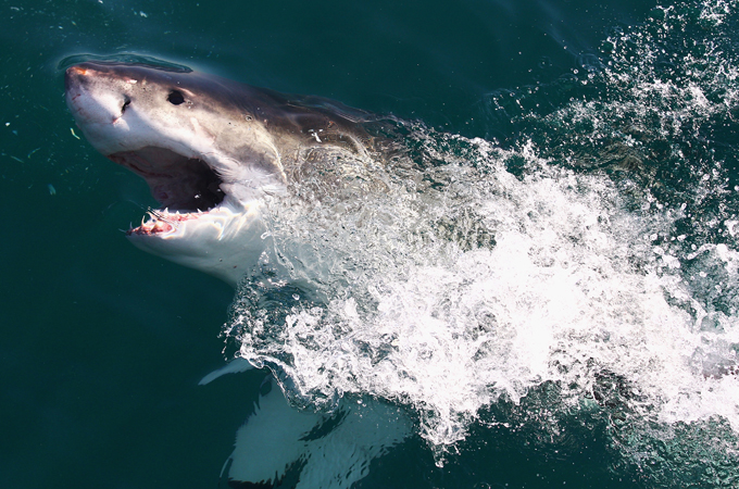 sharks [GALLO/GETTY]