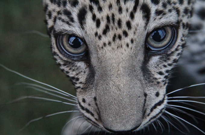 Witness Saving the Leopard