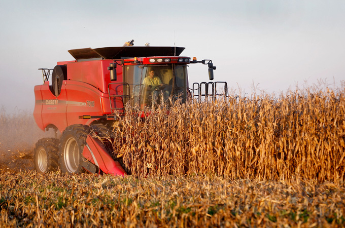 corn farm