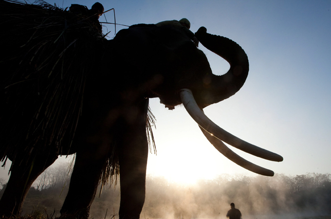 Elephant