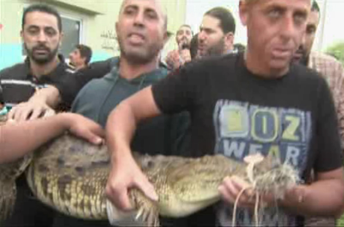 Croc Gaza