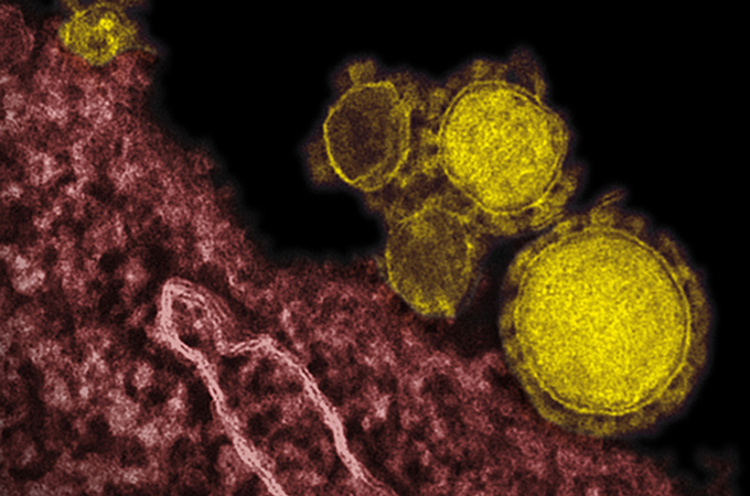 Mers corona virus