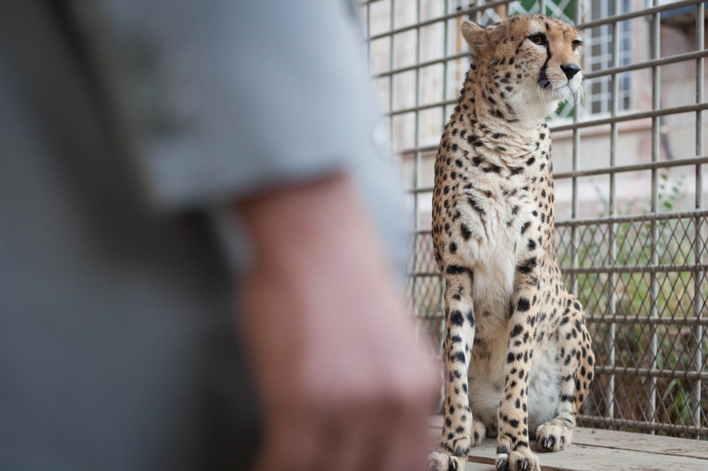 Yemen: Arabia''s Wildlife Hypermarket