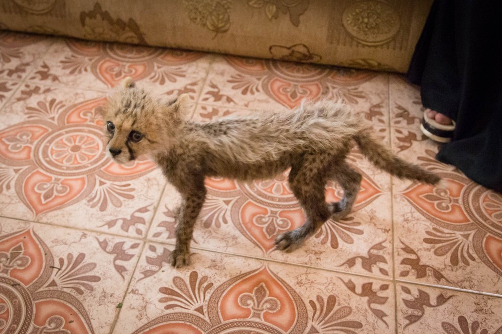 Yemen: Arabia''s Wildlife Hypermarket