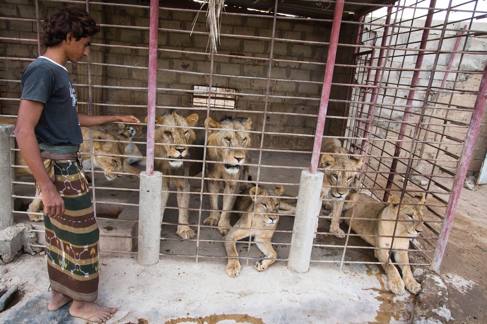 Yemen: Arabia''s Wildlife Hypermarket