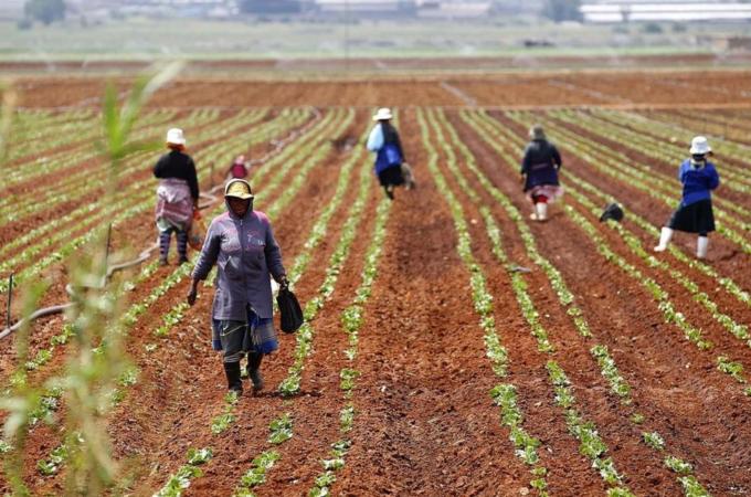 File photo of farm workers in a field at a farm in Klippoortie