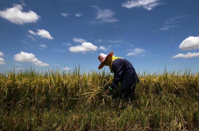Small scale farmers grow 80 percent of the food in developing countries [Reuters]
