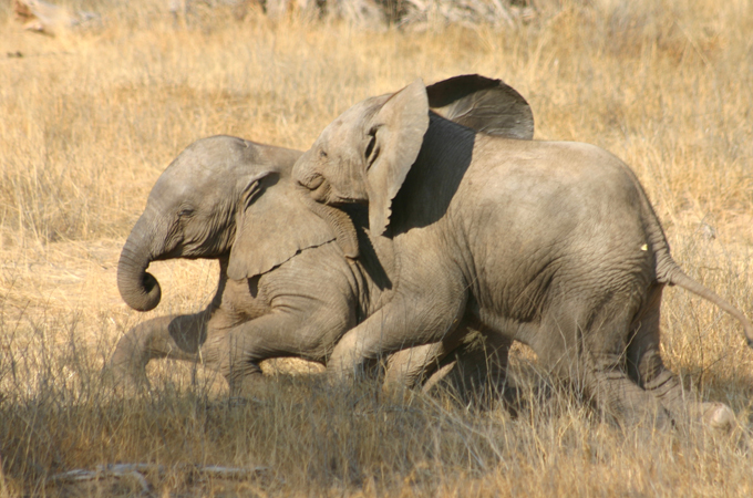 Elephants are some of the wild animals facing pressure from humans in Namibia [John Grobler/Al Jazeera]