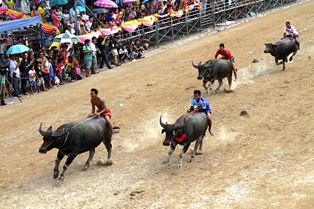 <p>The big beasts stampede on the 100-metre track guided by jockeys during the traditional buffalo race.</p>