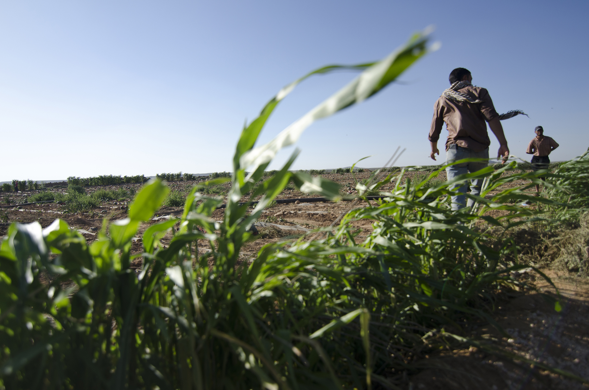 Syrian beduin refugees/ DO NOT USE/ RESTRICTED