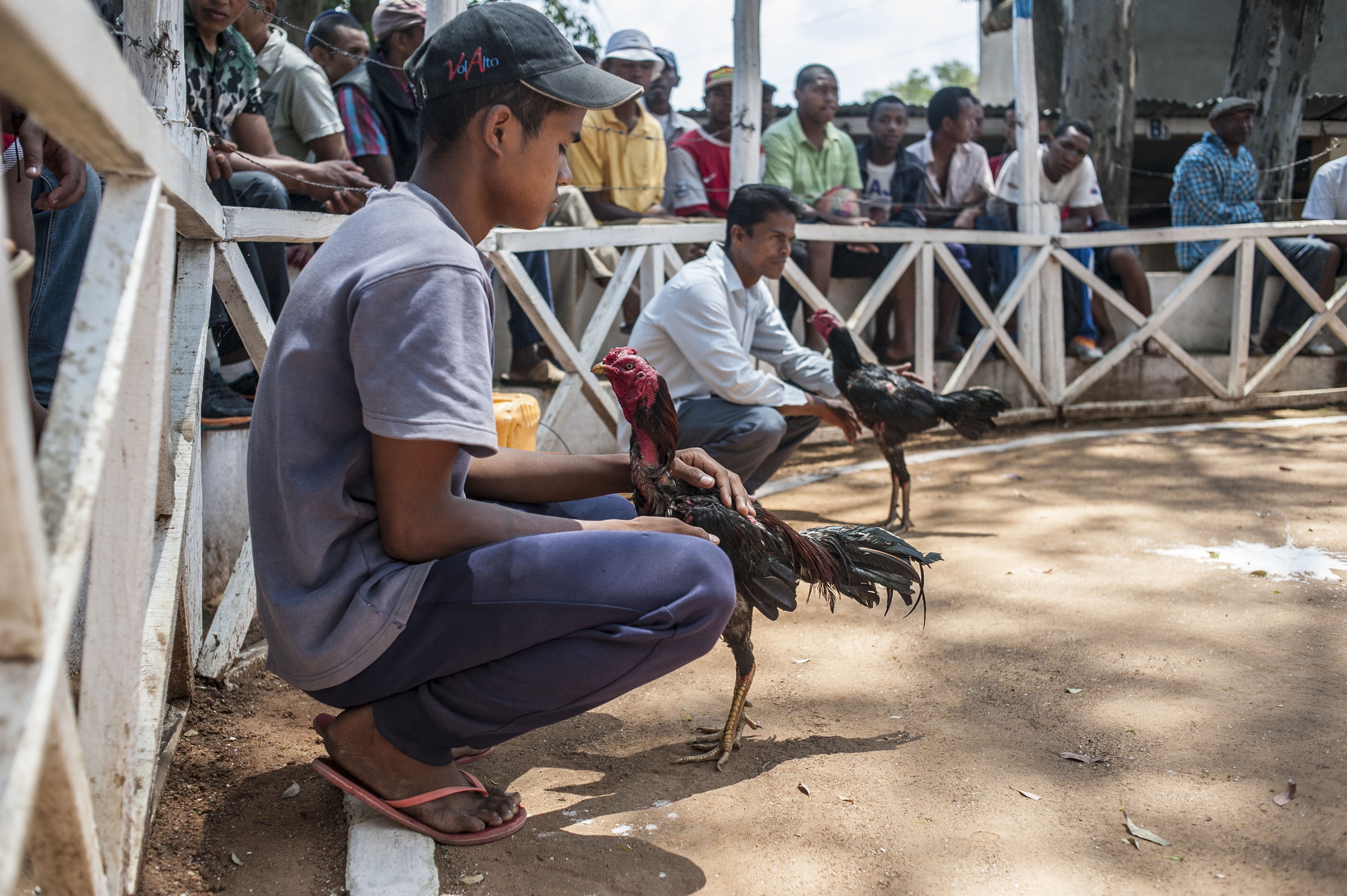 cockfighting in Madagascar/ DO NOT USE/ RESTRICTED