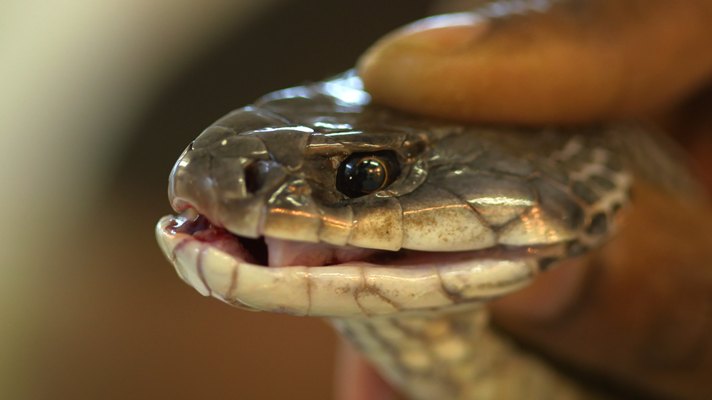 101 East - Papua New Guinea’s Snake Man - DO NOT USE