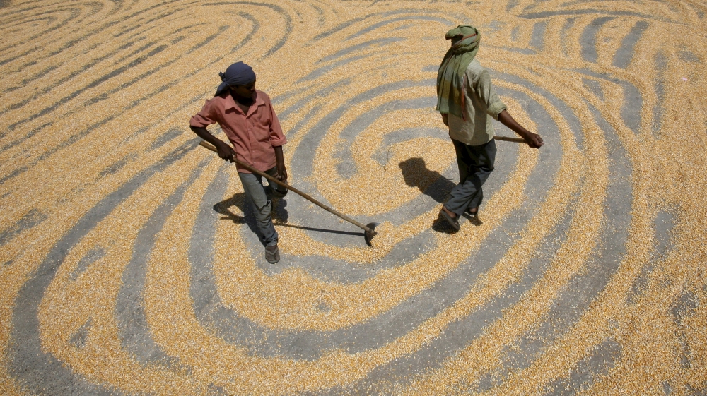 File photos of workers spreading maize crop for drying at a wholesale grain market in the northern Indian city of Chandigarh