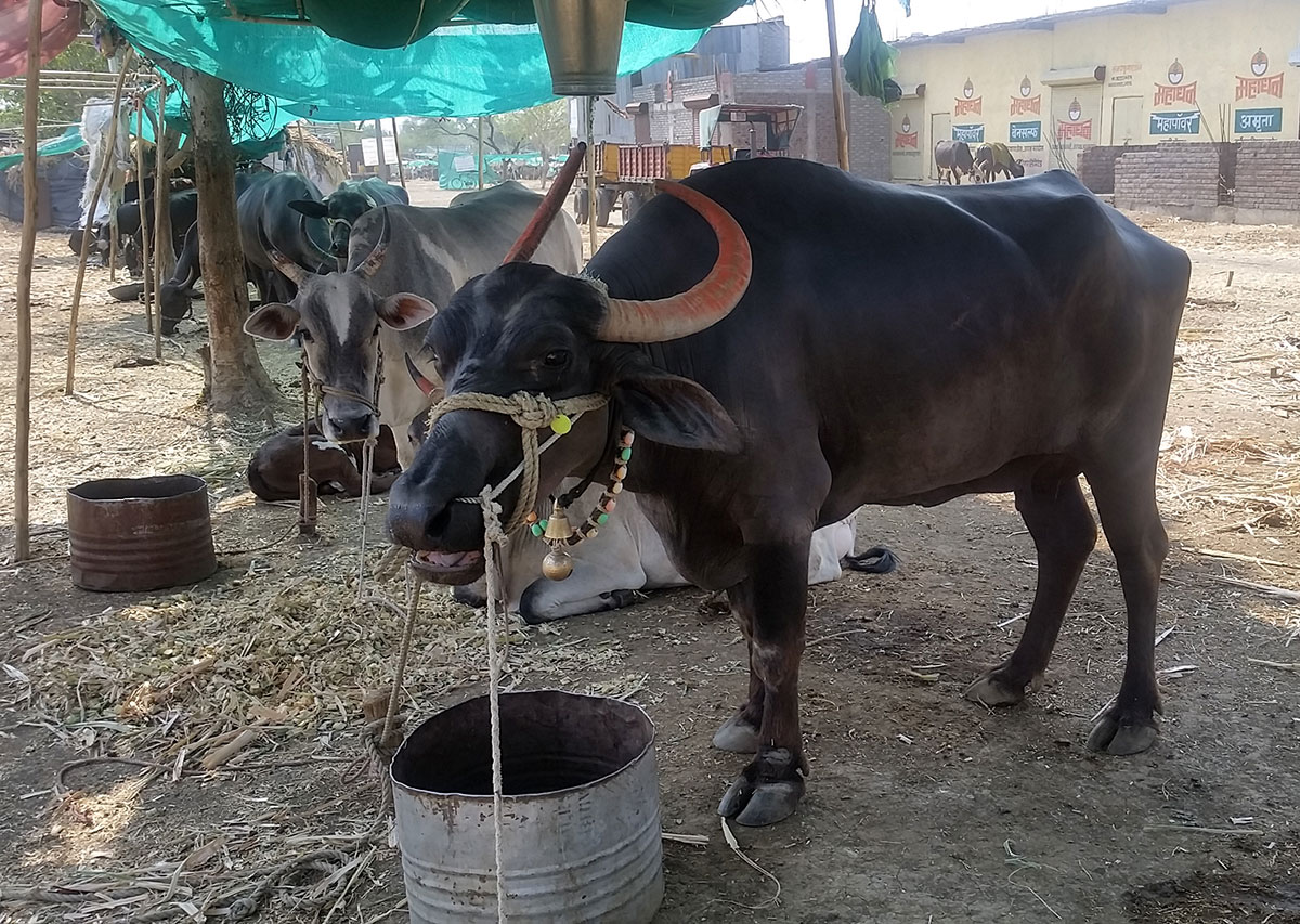 Drought in India''s Marathwada region
