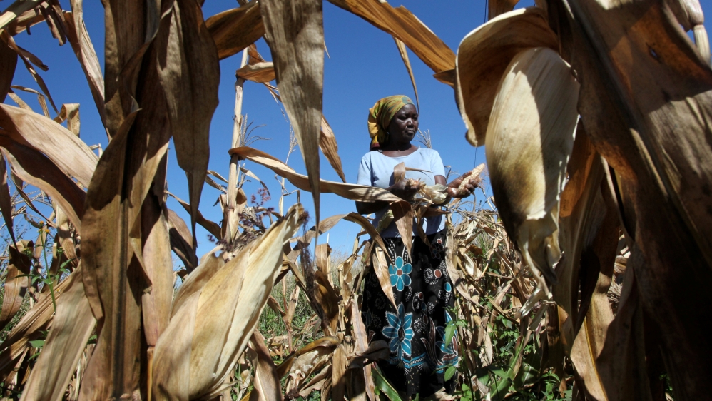 Subsistence farmer Joice Chimedza harvests maize on her small plot in Norton, a farming area outside Zimbabwe''s capital Harare