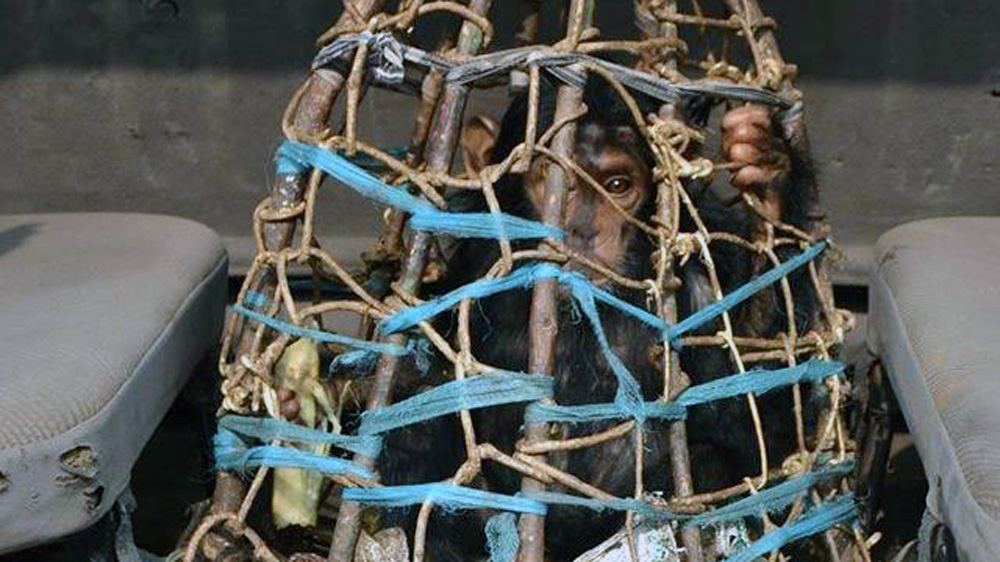 Chimpanzee