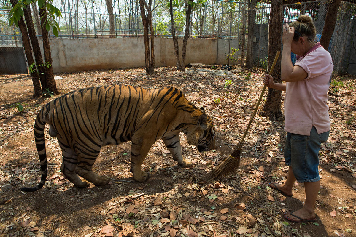 The End for Thailand''s Infamous Tiger Temple/ Please Do Not Use