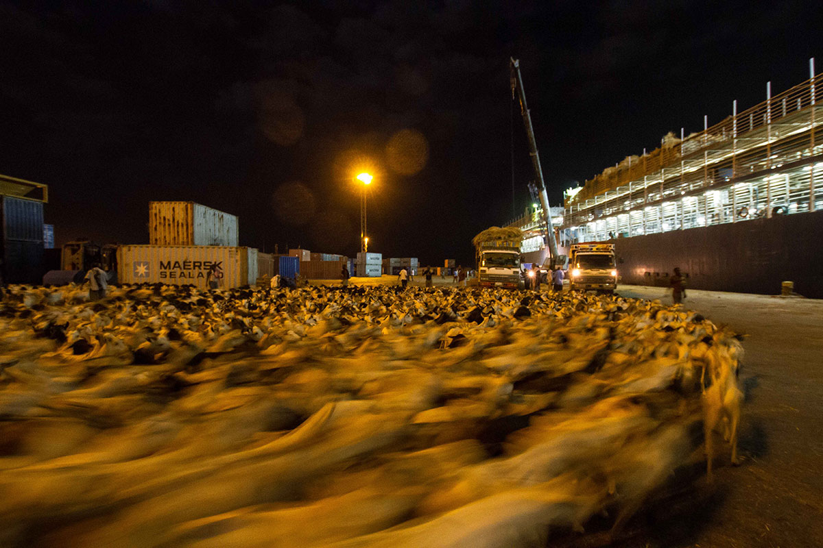 ON THE HOOF - SOMALILAND