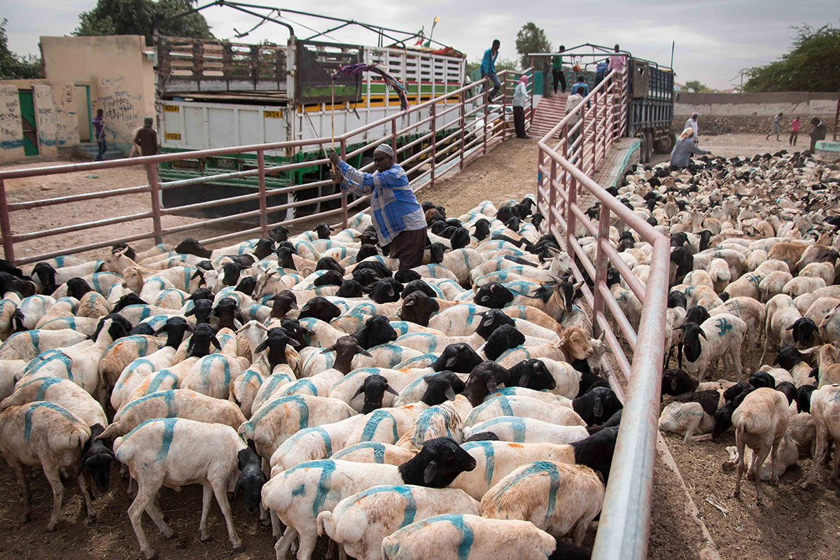 ON THE HOOF - SOMALILAND