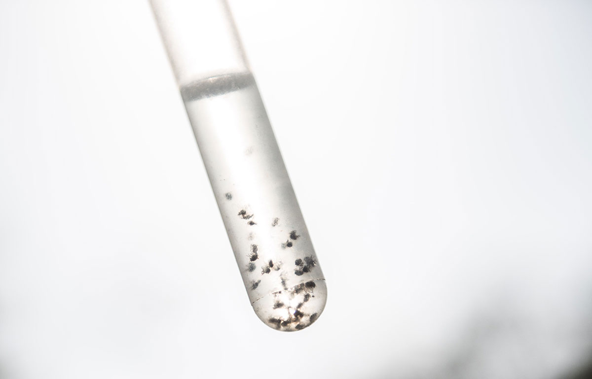 The fly catchers fighting river blindness