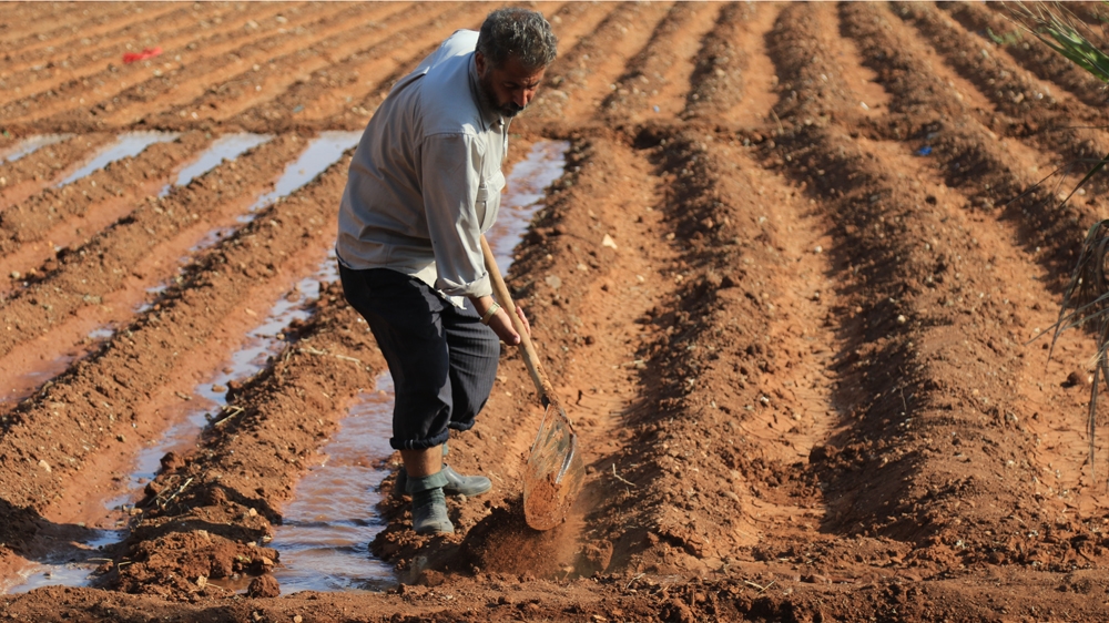 Aleppo farm