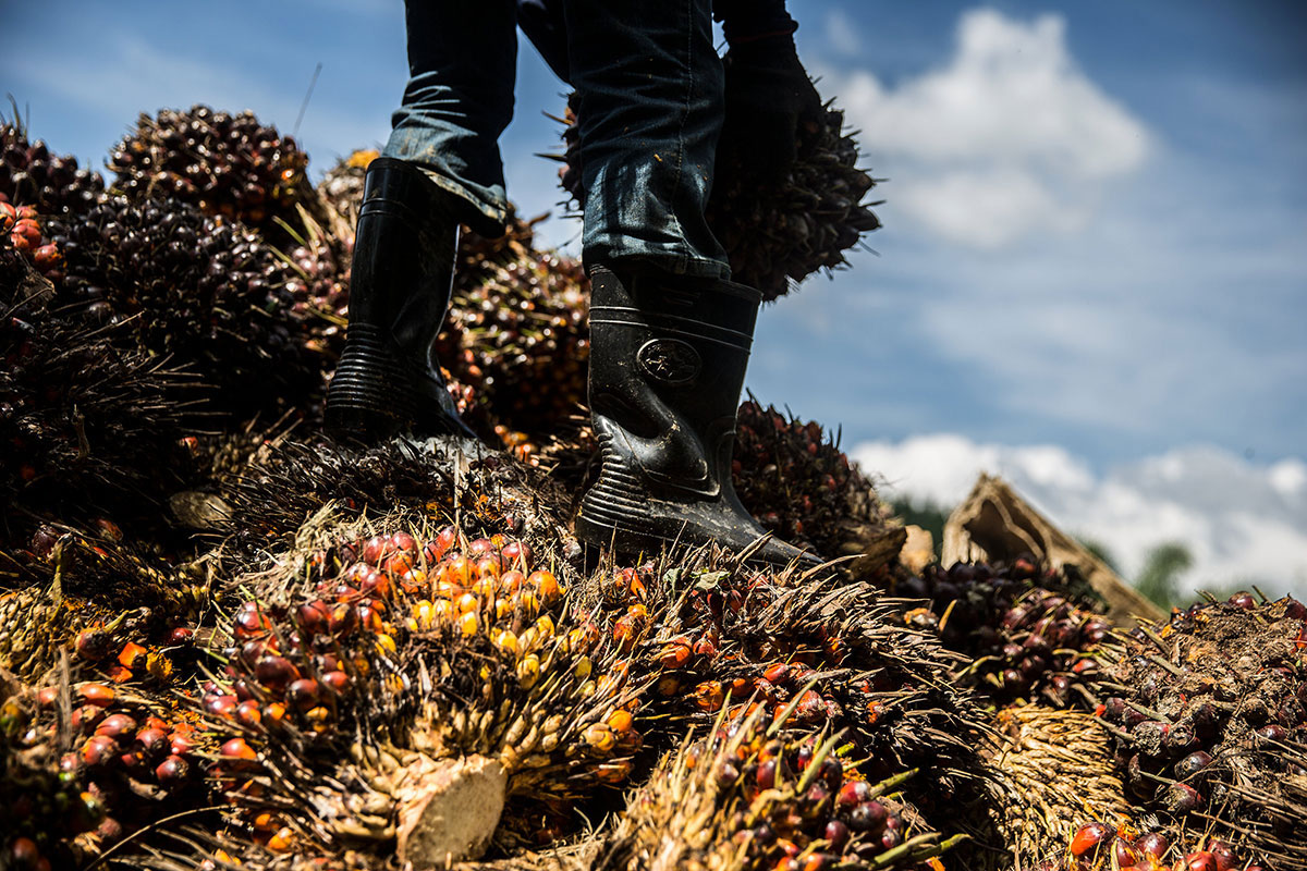 Palm Oil in Myanmar/Please Do Not Use