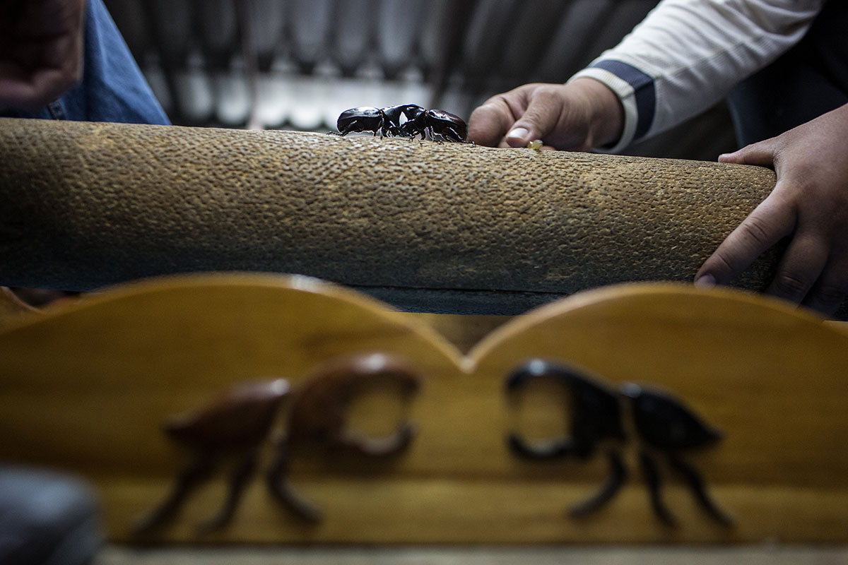 Beetle Fighting/Please Do Not Use