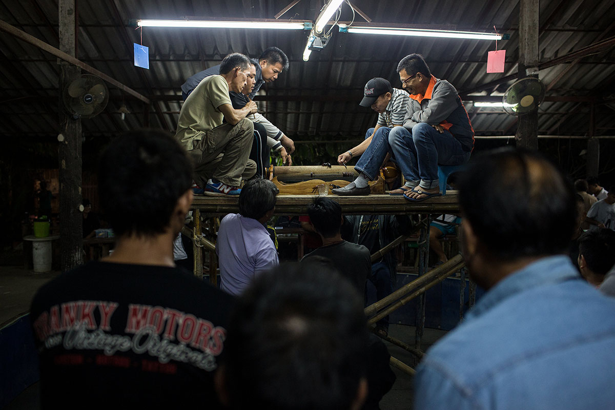 Beetle Fighting/Please Do Not Use