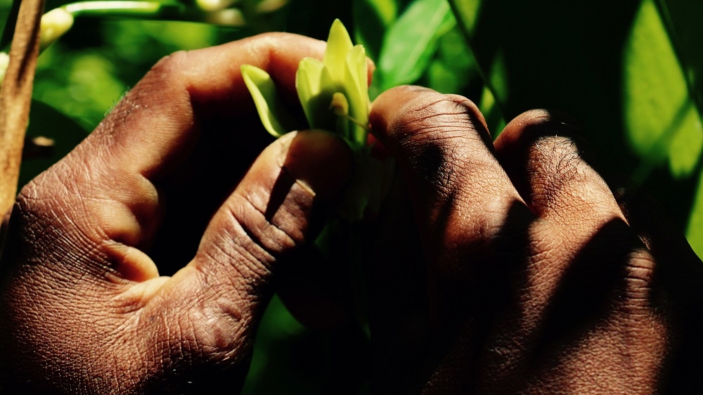 Jacky pollinates one of his vanilla flowers, using a home-made toothpick-like instrument, made from a branch [Peter Lind/Danwatch]