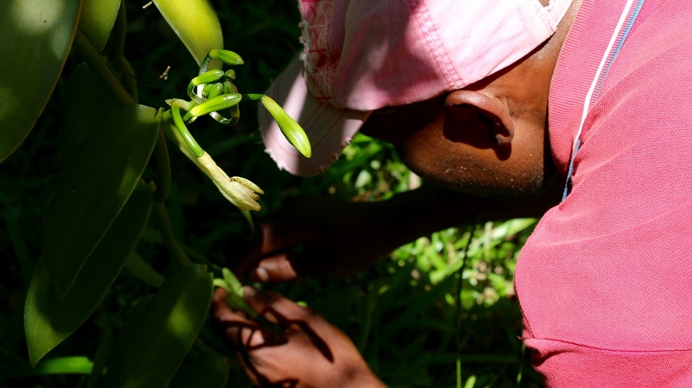 Jacky inspects his flowers every day, carefully nurturing the plants [Peter Lind/Danwatch]