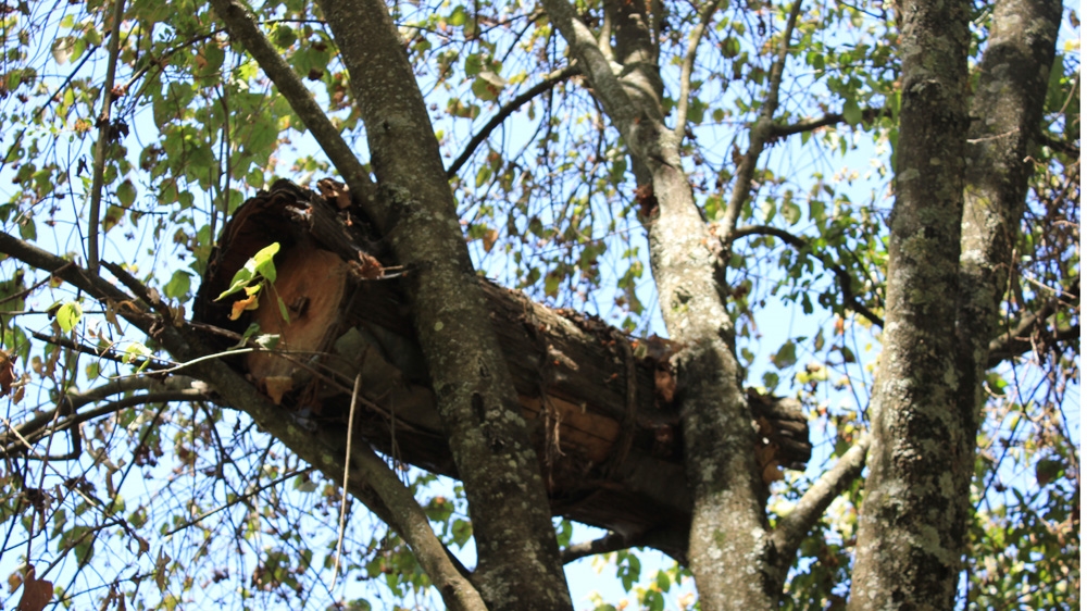The Ogiek are dependent on the forest for their livelihoods. They hunt game there and gather honey and indigenous plants for medicinal use [Virginia Vigliar/Al Jazeera]