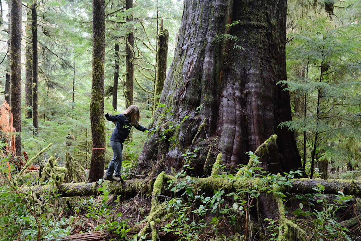 Saving Canada''s Giant Trees/Please Do Not Use