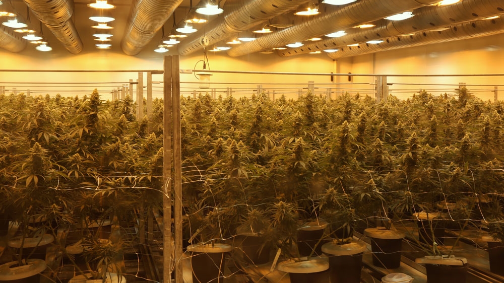 Canada marijuana industry