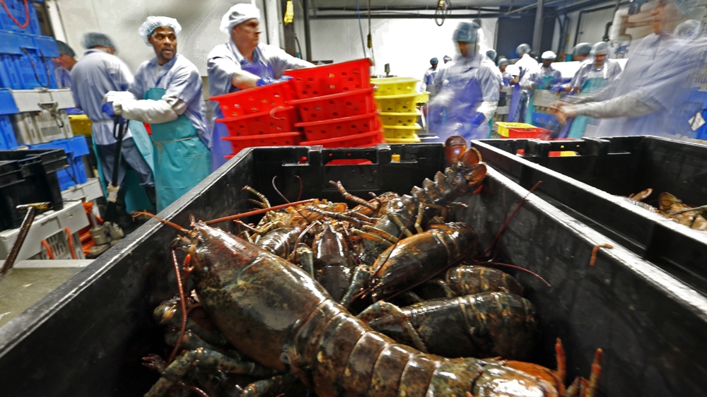Lobster - Maine