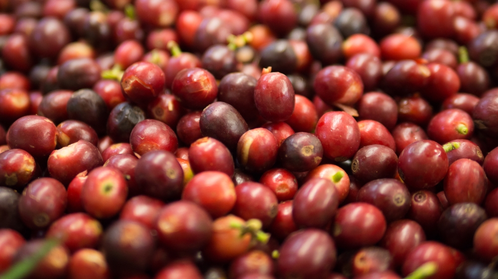 Yemen's Arabica coffee beans are now sold for around $250 per pound in the US [Courtesy of Port of Mokha]