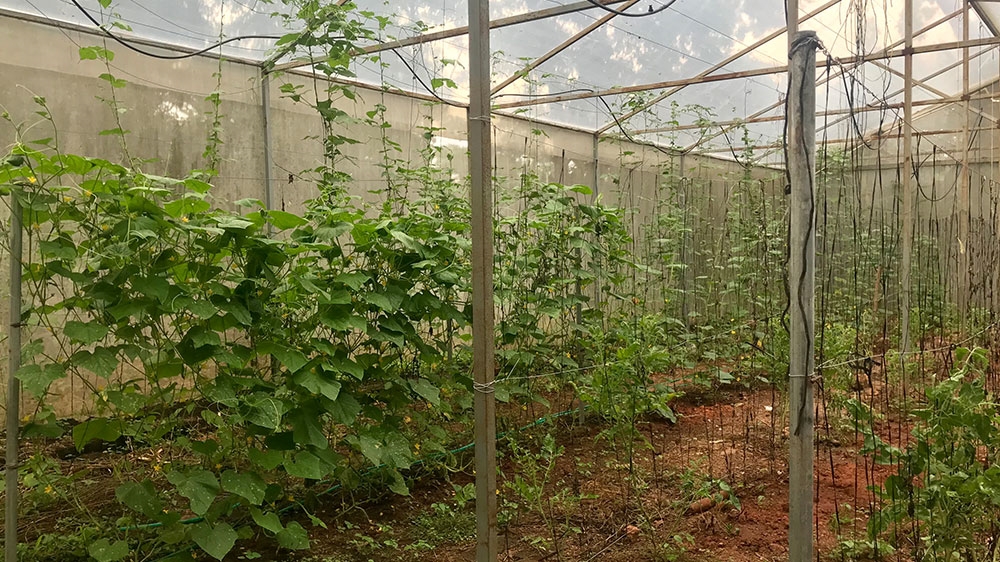 Plants in a greenhouse at an organic agriculture training centre in Suchitoto, Cuscutlan [Heather Gies/Al Jazeera] 