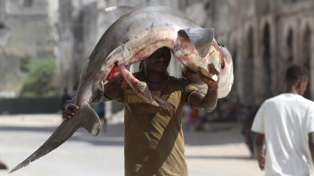 shark killing