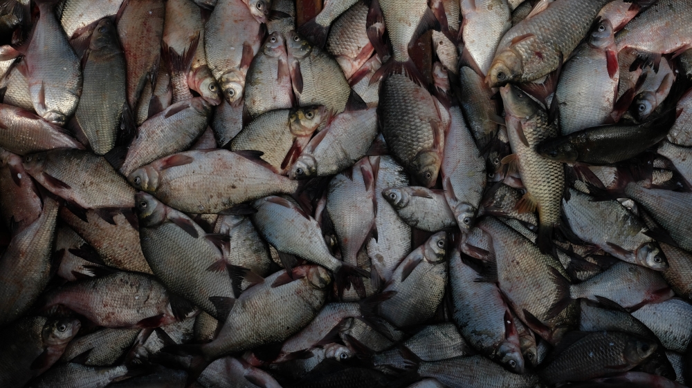 The ban on fishing sturgeon and strict restrictions by border control place a heavy burden on fishermen's shoulders [Nikolay Korzhov/Al Jazeera]