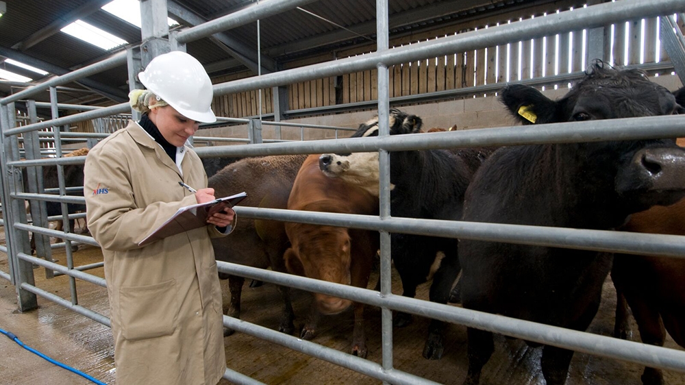 Out of the 80 abattoir vets practising in Wales, every single one is currently a non-British EU national [Courtesy: Eville & Jones]