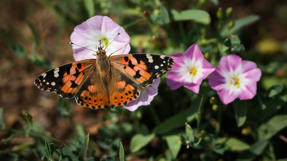 Increased vegetation created a perfect habitat for the Painted Lady [Mohammad Ali Najib/Al Jazeera]
