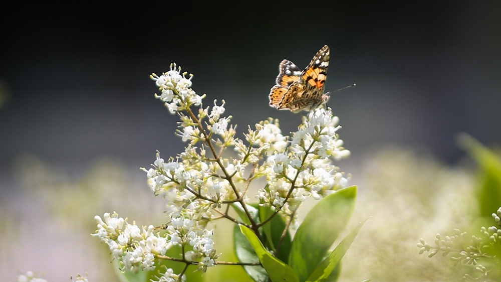 Huge kaleidoscopes of the butterflies have been seen across Iran [Mohammad Ali Najib/Al Jazeera]