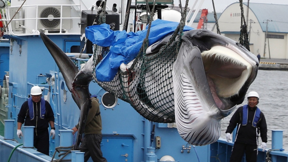A captured Minke whale is unloaded after an commercial whaling at a port in Kushiro