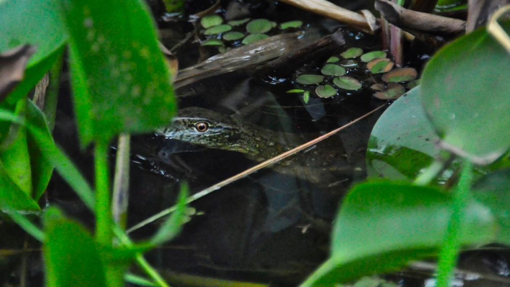 Nick Clark - French Guiana - Planet SOS