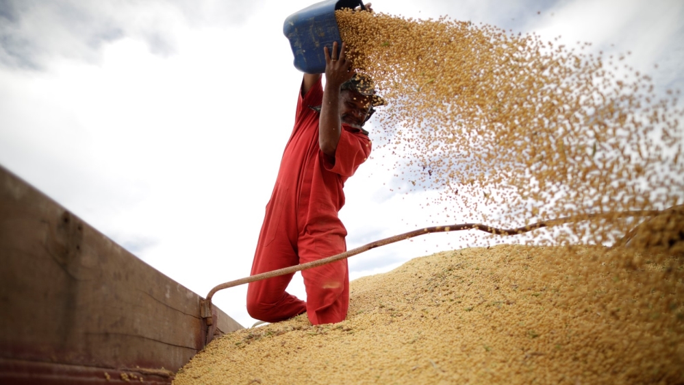 Brazil Soybean