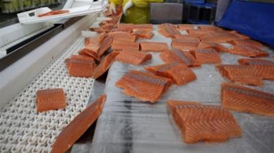 Salmon fillets 