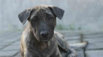 Sesilia Kadrie’s pet Jiggy ran out into the street when she was giving her bath and never came home. Kadrie believes her dog was snatched by poachers for the dog meat trade [Courtesy: Sesilia Kadrie]
